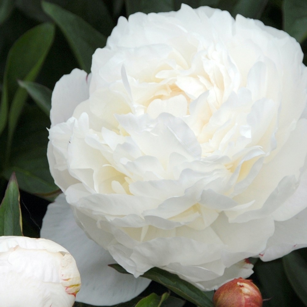 Paeonia / Bijūnas ALLAN ROGERS