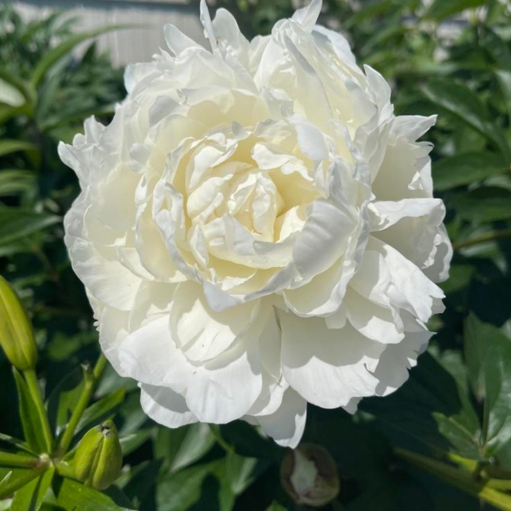 Paeonia / Bijūnas DR. F. G. BRETHOUR 