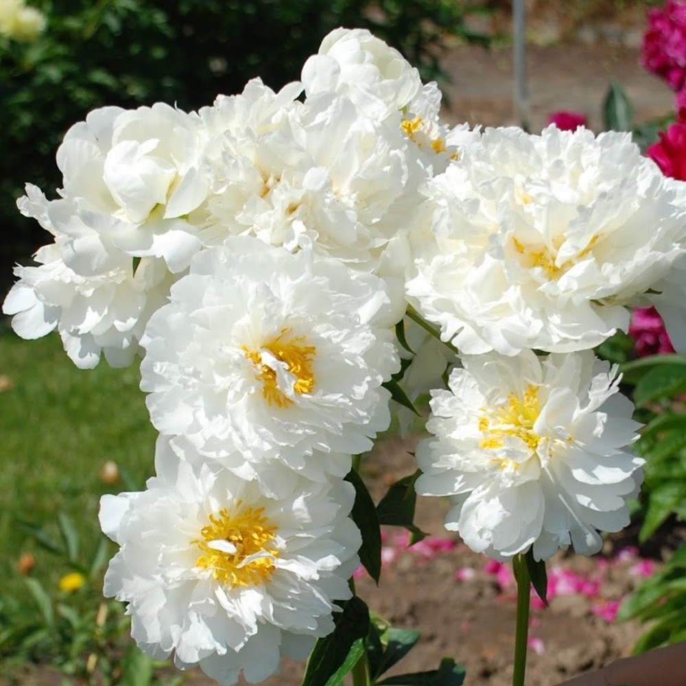Paeonia / Bijūnas FRINGED IVORY