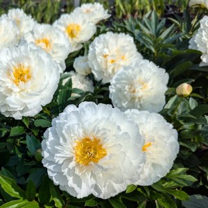 Paeonia / Bijūnas FRINGED IVORY