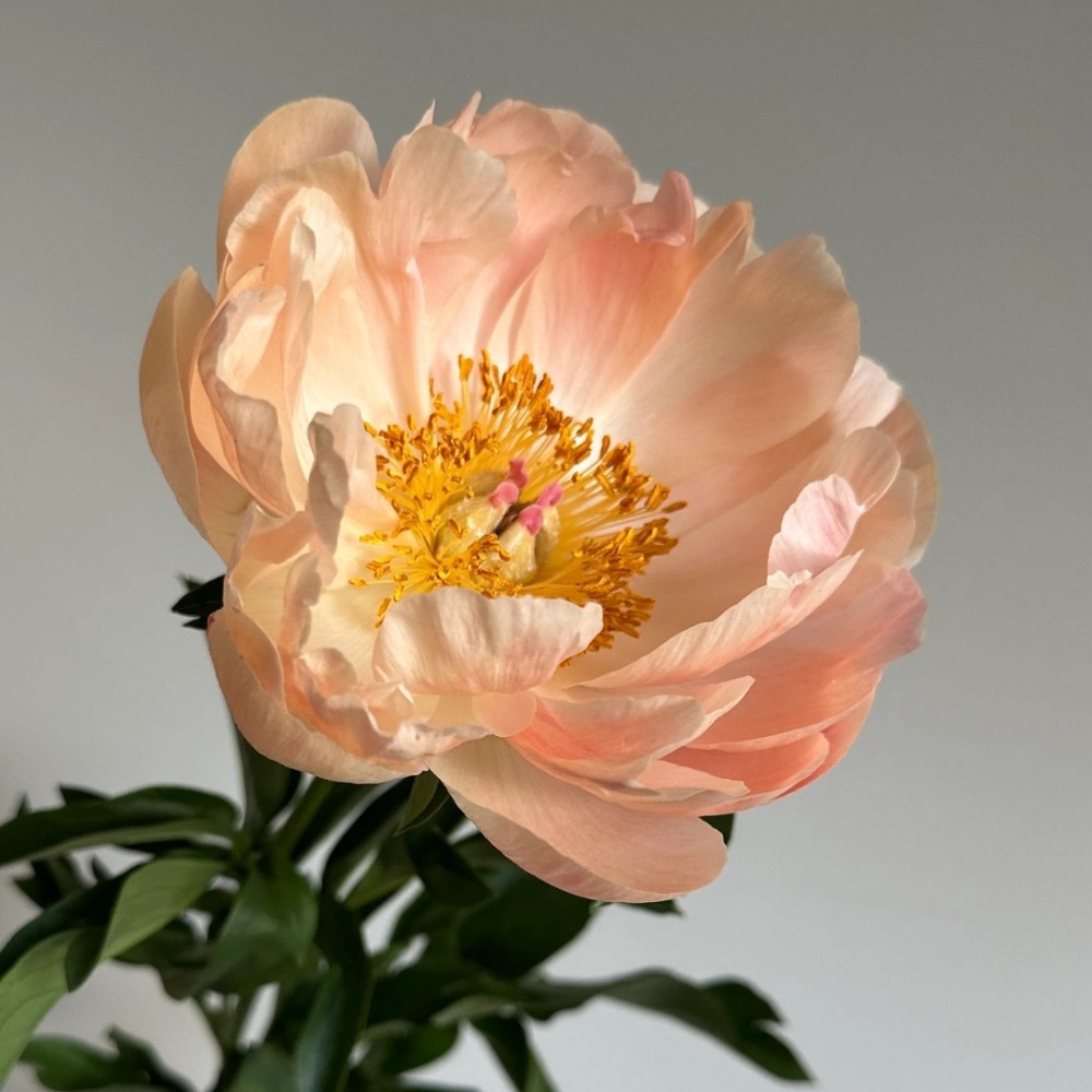 Paeonia / Bijūnas KINGS DAY