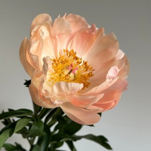 Paeonia / Bijūnas KINGS DAY