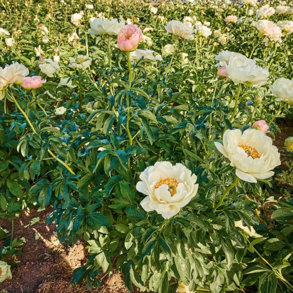 Paeonia / Bijūnas KINGS DAY