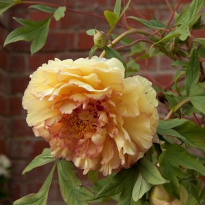 Paeonia / Bijūnas SOUVENIR DE MAXIME CORNU