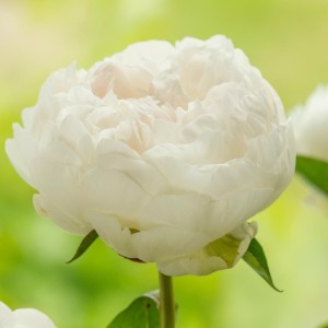 Paeonia / Bijūnas ELSA SASS