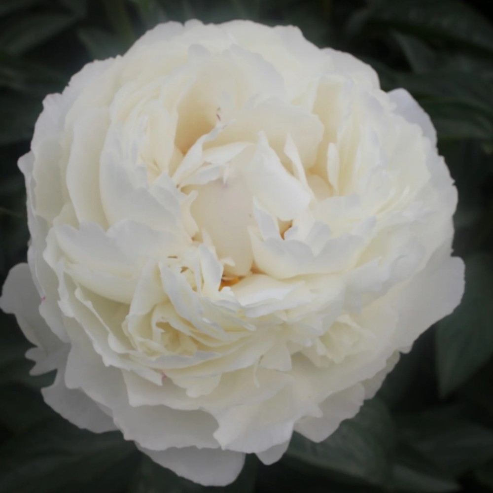 Paeonia / Bijūnas MARSHMALLOW PUFF