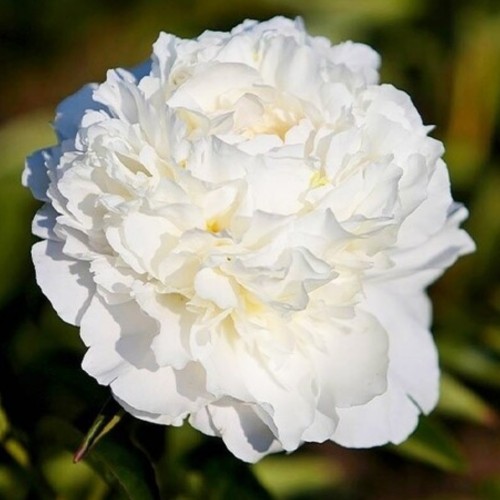 Paeonia / Bijūnas ALLAN ROGERS