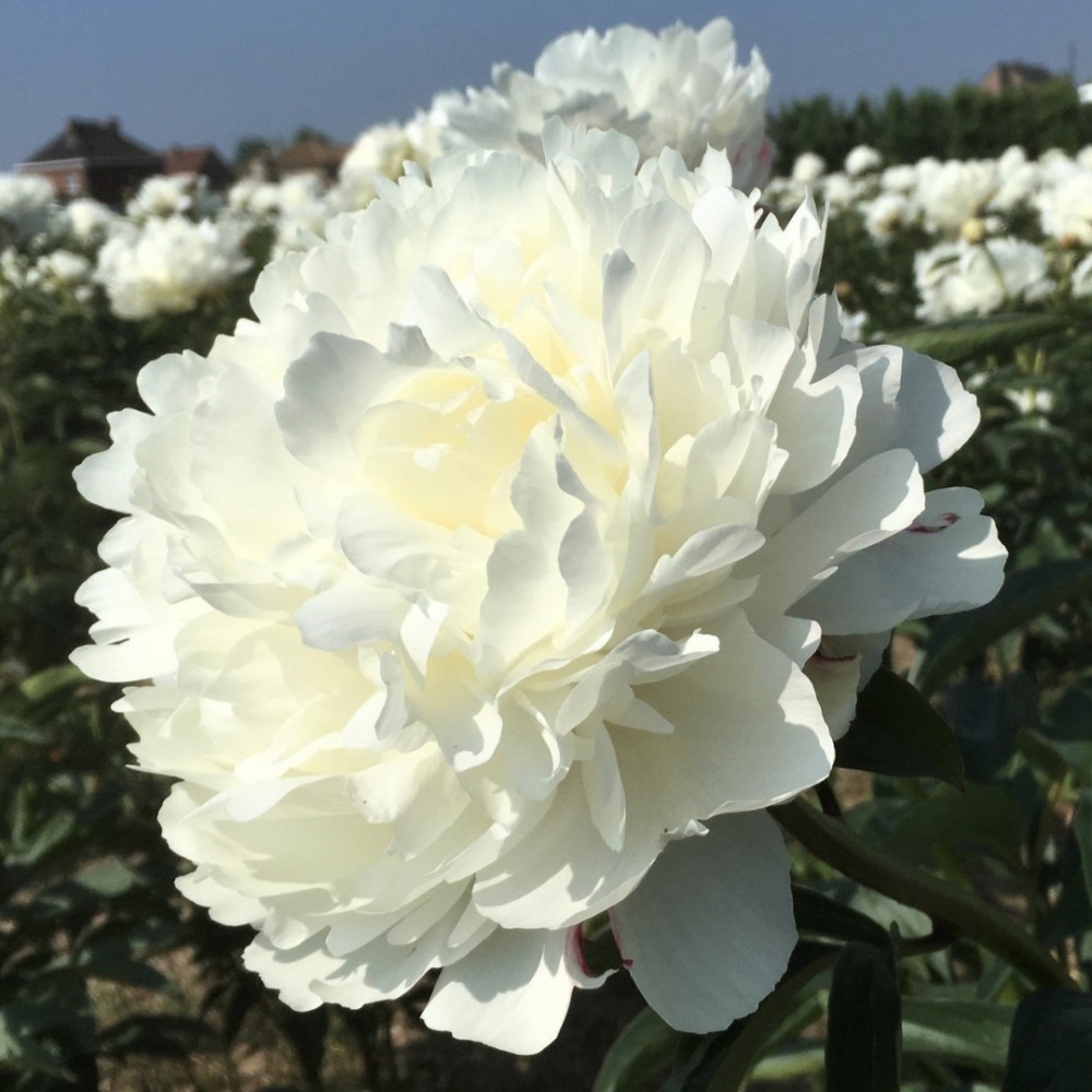 Paeonia / Bijūnas DR. F. G. BRETHOUR 