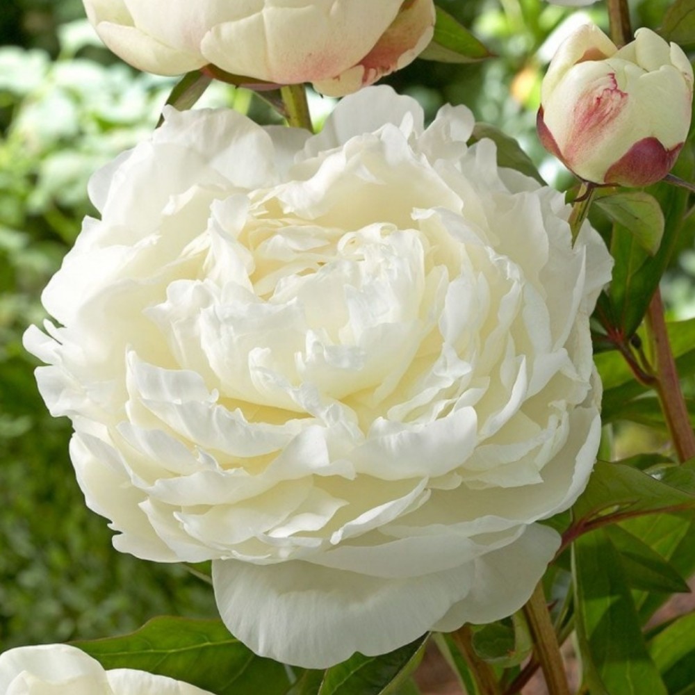Paeonia / Bijūnas ELSA SASS