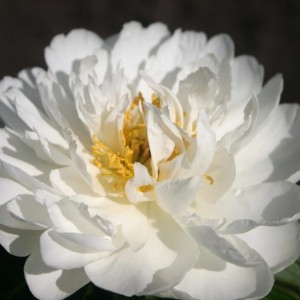 Paeonia / Bijūnas FRINGED IVORY