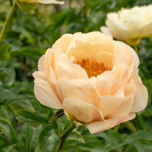 Paeonia / Bijūnas KINGS DAY