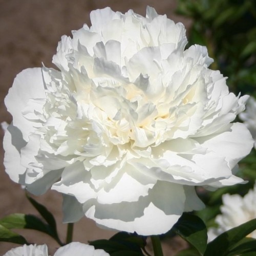 Paeonia / Bijūnas MARSHMALLOW PUFF