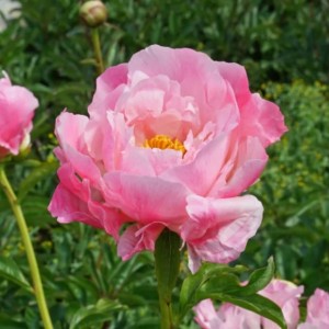 Paeonia / Bijūnas PINK CHOICE