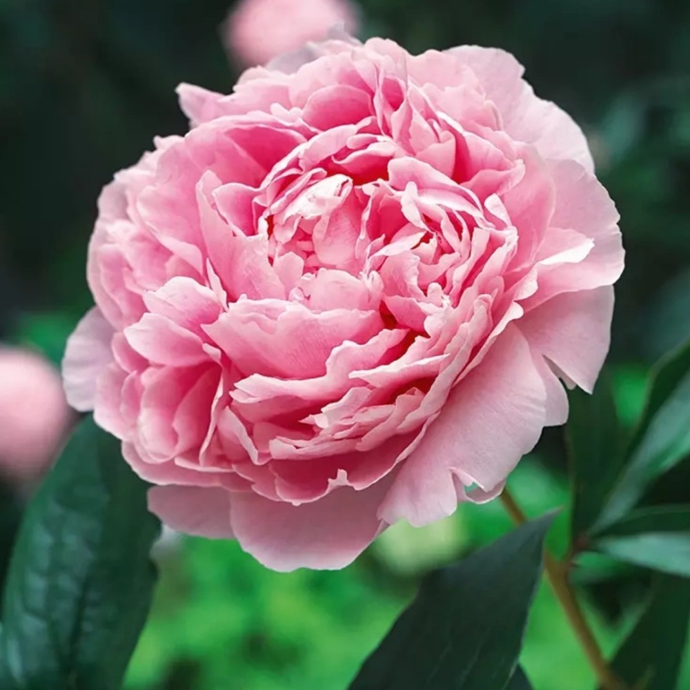 Paeonia / Bijūnas PINK SUPREME