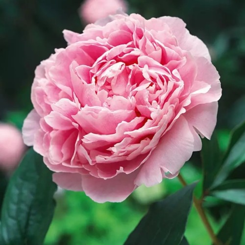 Paeonia / Bijūnas PINK SUPREME
