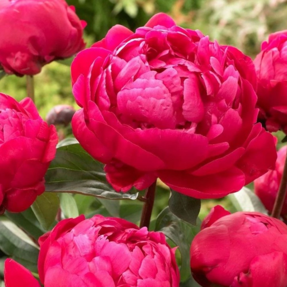 Paeonia / Bijūnas RED SARAH BERNHARDT