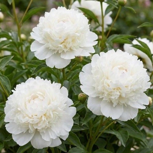 Paeonia / Bijūnas SNOW MOUNTAIN
