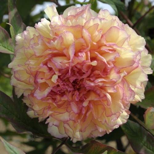 Paeonia / Bijūnas SOUVENIR DE MAXIME CORNU