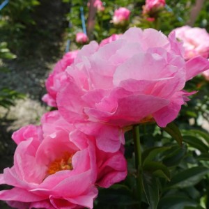 Paeonia / Bijūnas PINK CHOICE