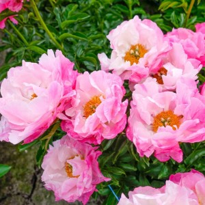 Paeonia / Bijūnas PINK CHOICE