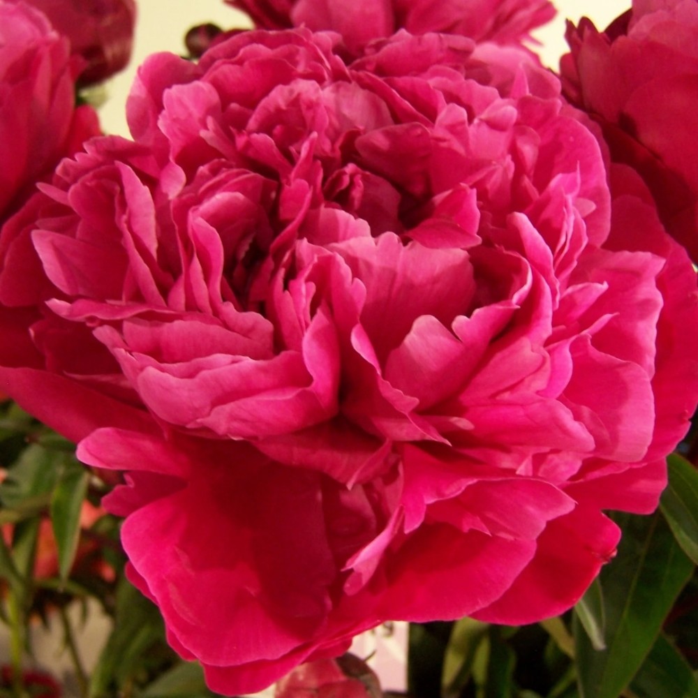 Paeonia / Bijūnas RED SARAH BERNHARDT