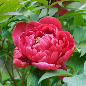 Paeonia / Bijūnas RED SARAH BERNHARDT