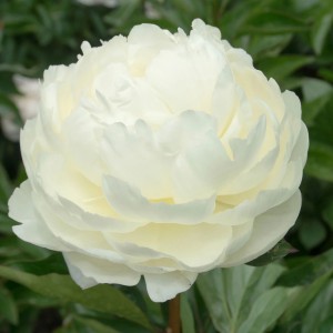 Paeonia / Bijūnas SNOW MOUNTAIN