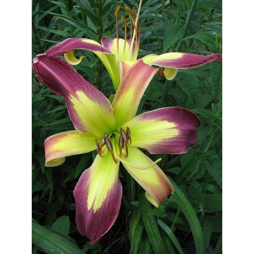 Hemerocallis / Viendienė APPLIQUE