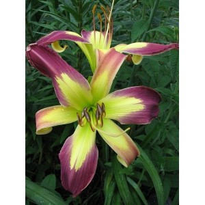 Hemerocallis / Viendienė APPLIQUE