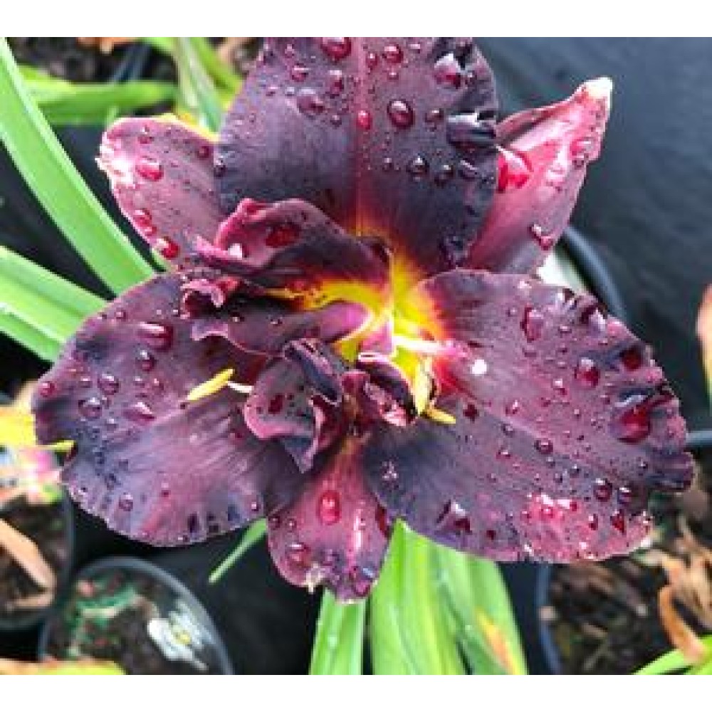 Hemerocallis / Viendienė BOGEYMAN