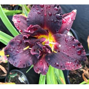 Hemerocallis / Viendienė BOGEYMAN