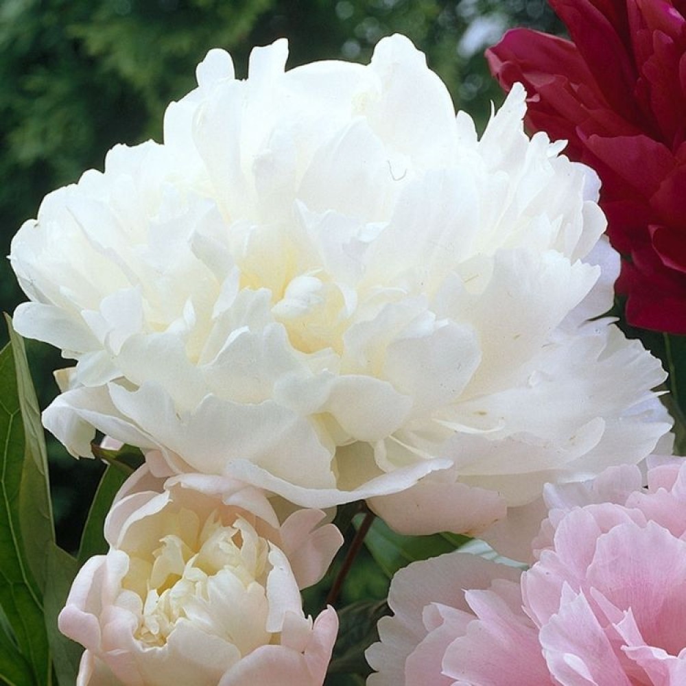 Paeonia / Bijūnas ALBA PLENA
