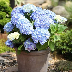 Hydrangea macrophylla / Hortenzija didžialapė FOREVER AND EVER® BLUE