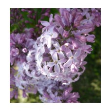 Alyva hiacintinė (Syringa × hyacinthiflora) 'MIRABEAU'