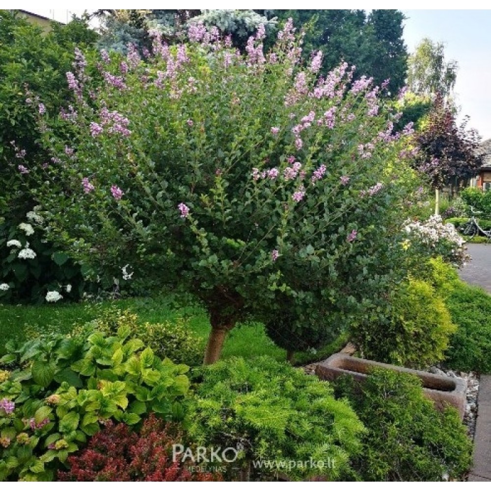 Syringa meyeri / Alyva mejerio PALIBIN
