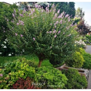 Syringa meyeri / Alyva mejerio PALIBIN