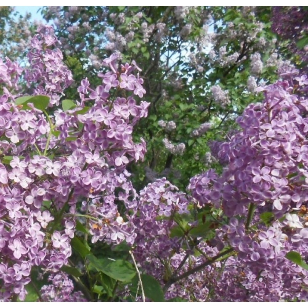 Syringa x hyacinthiflora / Alyva hiacintinė POCAHONTAS