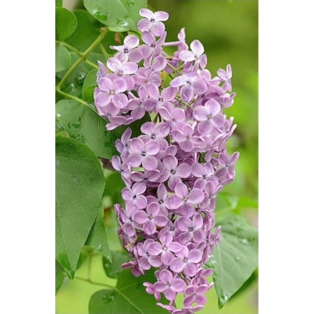 Syringa x hyacinthiflora / Alyva hiacintinė POCAHONTAS