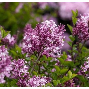Syringa meyeri / Alyva mejerio PALIBIN