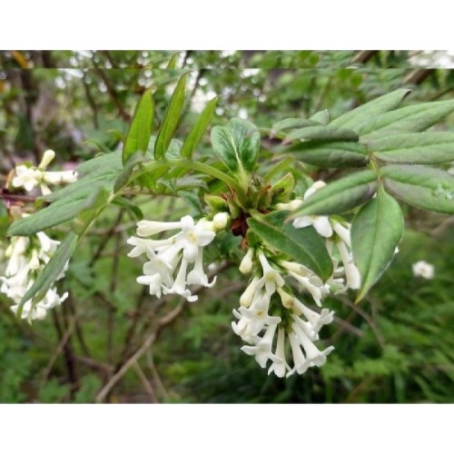 Syringa pinnatifolia / Alyva