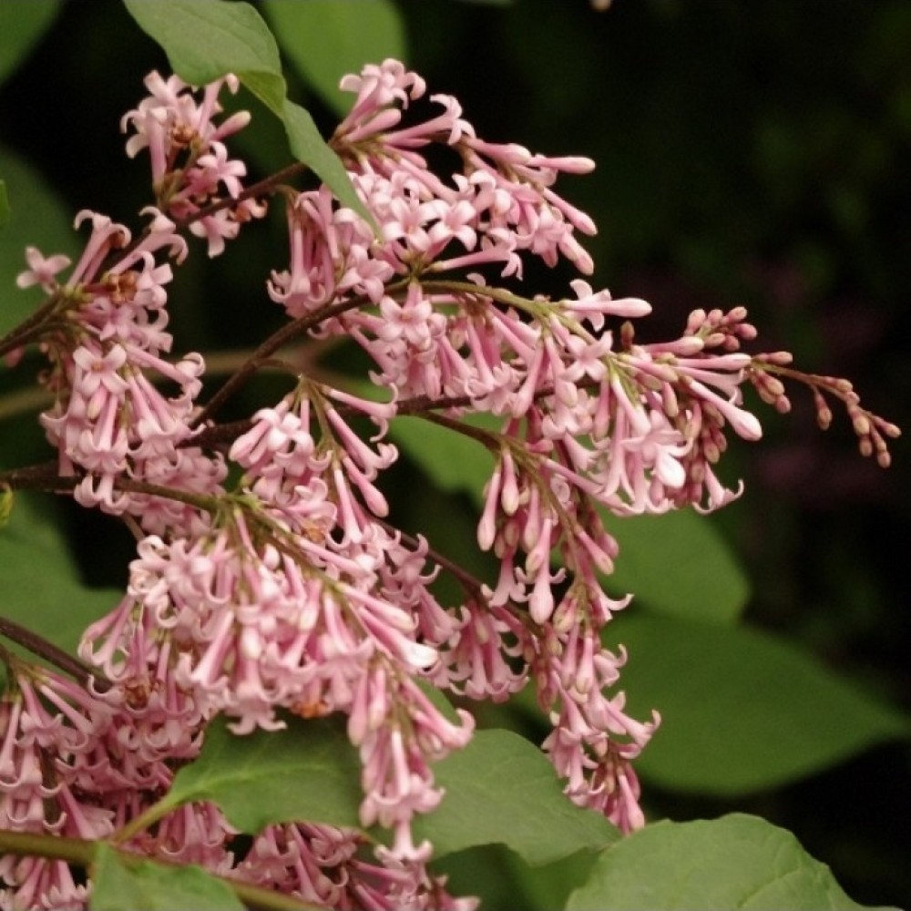Syringa reflexa / Alyva svyruoklinė