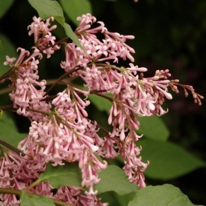 Syringa reflexa / Alyva svyruoklinė