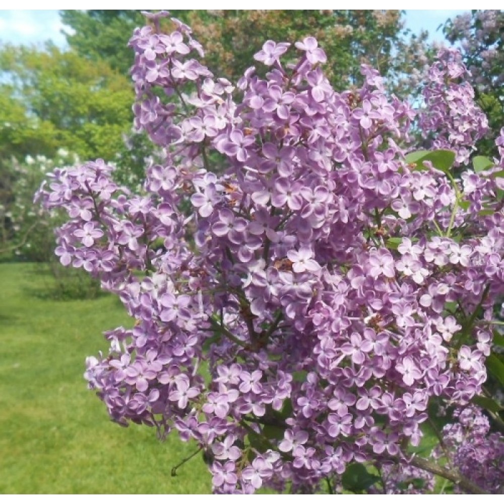 Syringa x hyacinthiflora / Alyva hiacintinė POCAHONTAS