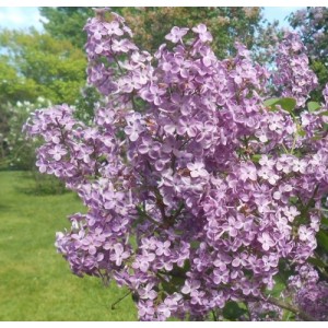 Syringa x hyacinthiflora / Alyva hiacintinė POCAHONTAS