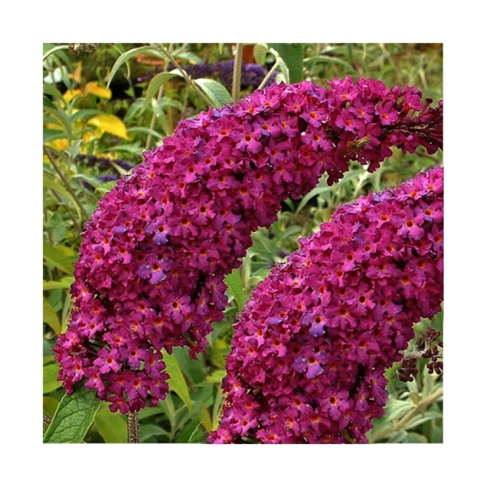 Buddleja / Budlėja ROYAL RED