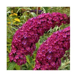 Buddleja / Budlėja ROYAL RED