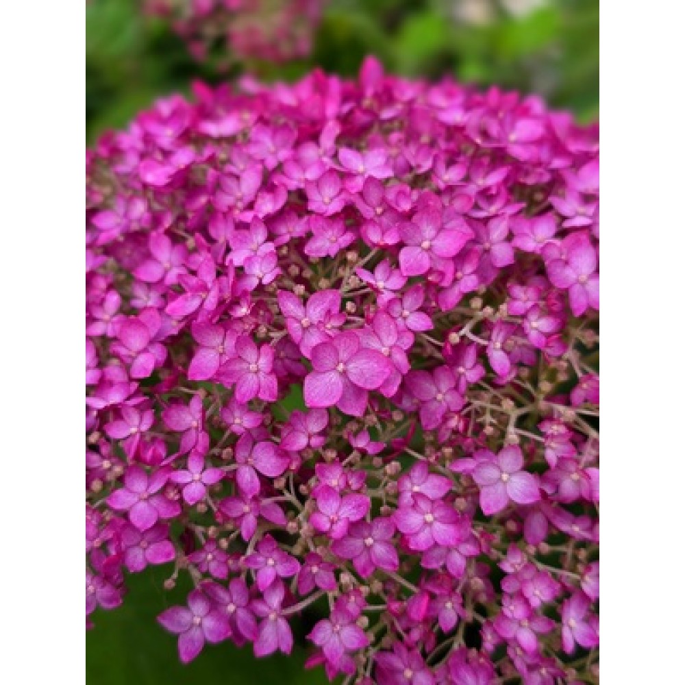Hydrangea arborescens / Hortenzija šviesioji CANDYBELLE WINEGUM