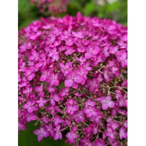 Hydrangea arborescens / Hortenzija šviesioji CANDYBELLE WINEGUM