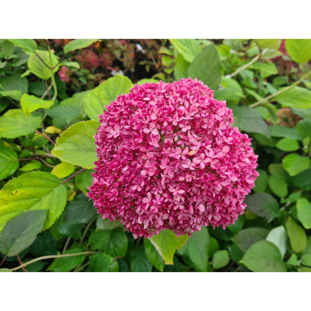 Hydrangea arborescens / Hortenzija šviesioji MAGICAL DARK PINK®
