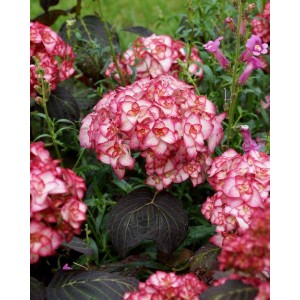 Hydrangea macrophylla / Hortenzija didžialapė MISS SAORI®